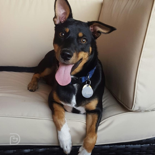 Nala Basenji mix - Dogtopia Contest