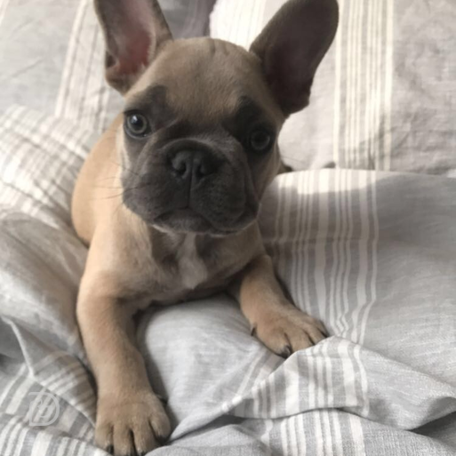 Thrasher French Bulldog - Dogtopia Contest