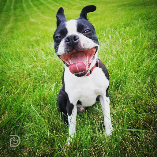 Frank Boston Terrier - Dogtopia Contest