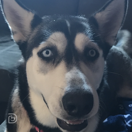 Aria Husky - Dogtopia Contest