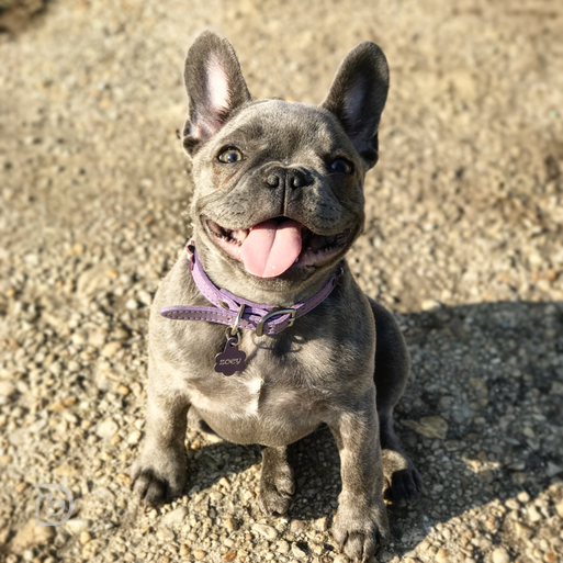 Zoey French bulldog - Dogtopia Contest