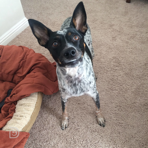 can a australian cattle dog and a rat terrier be friends